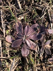 Draba verna