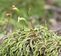 Pseudoleskeopsis claviramea