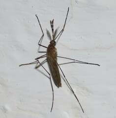 Culiseta longiareolata