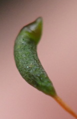 Pseudoleskeopsis claviramea