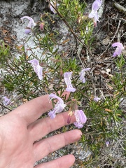 Conradina grandiflora