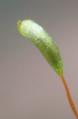 Pseudoleskeopsis claviramea