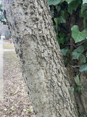Celtis occidentalis