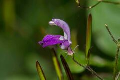 Brillantaisia lamium