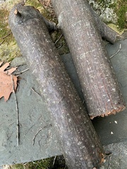 Acer pensylvanicum
