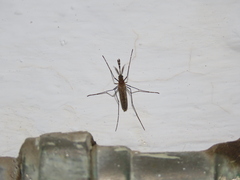 Culiseta longiareolata