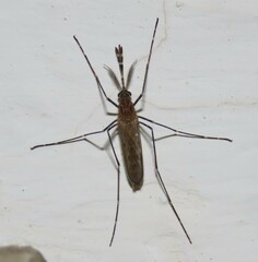 Culiseta longiareolata