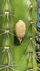 Pachycereus pecten-aboriginum