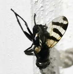 Ceroxys urticae