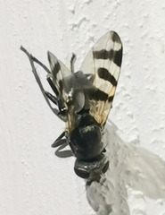 Ceroxys urticae