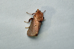 Doratifera quadriguttata