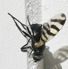 Ceroxys urticae