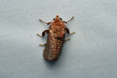 Doratifera quadriguttata