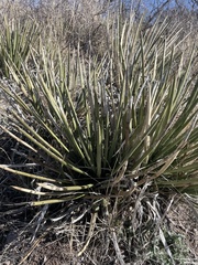Agave schottii