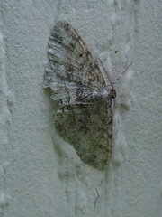 Melanolophia signataria