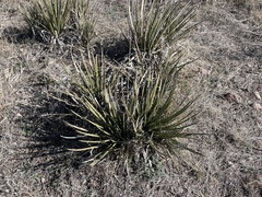 Agave schottii