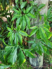 Syngonium angustatum