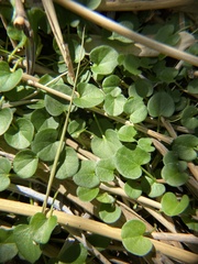 Dichondra