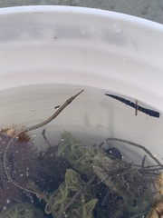 Syngnathus louisianae