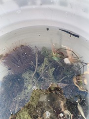 Syngnathus louisianae