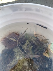 Syngnathus louisianae