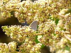 Hemiargus hanno