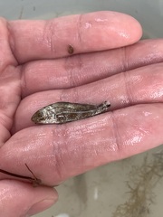 Menticirrhus americanus