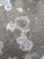 Lecidella elaeochroma