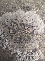 Lecidella elaeochroma