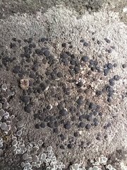 Lecidella elaeochroma