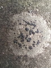 Lecidella elaeochroma