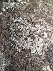 Lecanoraceae
