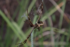 Argiope blanda