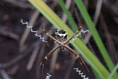 Argiope blanda