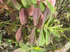 Euphorbia lasiocarpa