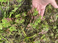 Euphorbia lasiocarpa