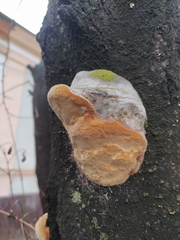 Phellinus pomaceus