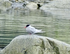 Sterna vittata gaini