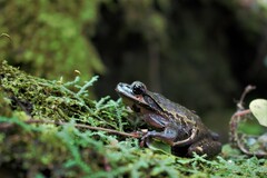 Osteocephalus carri