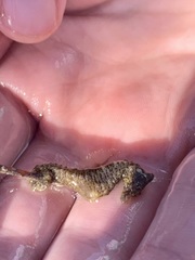 Hippocampus zosterae