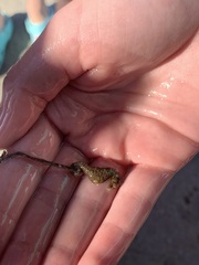 Hippocampus zosterae