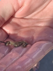 Hippocampus zosterae