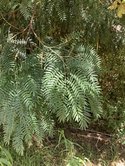 Acacia elata