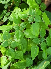 Parietaria floridana