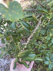 Myrsine cubana