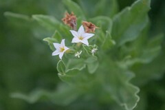 Tournefortia sibirica