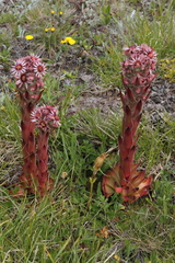Sempervivum tectorum