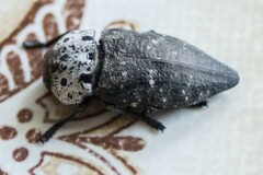 Capnodis