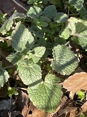 Lamium