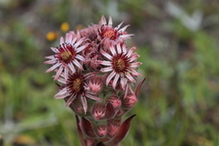 Sempervivum tectorum